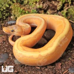 Baby Male Banana Pinstripe Het Genetic Stripe Ball Python - Underground Reptiles