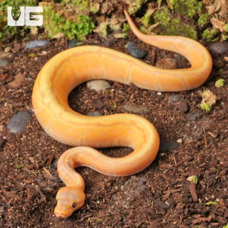 Baby Male Banana Pinstripe Het Genetic Stripe Ball Python - Underground Reptiles