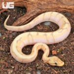 Baby Banana Ball Python For Sale - Underground Reptiles