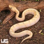 Baby Banana Ball Python For Sale - Underground Reptiles