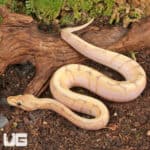 Baby Banana Ball Python For Sale - Underground Reptiles