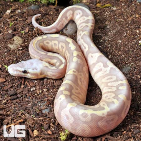 Baby Male Banana Super Pastel Ball Python- Underground Reptiles