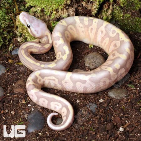 Baby Male Banana Super Pastel Ball Python- Underground Reptiles