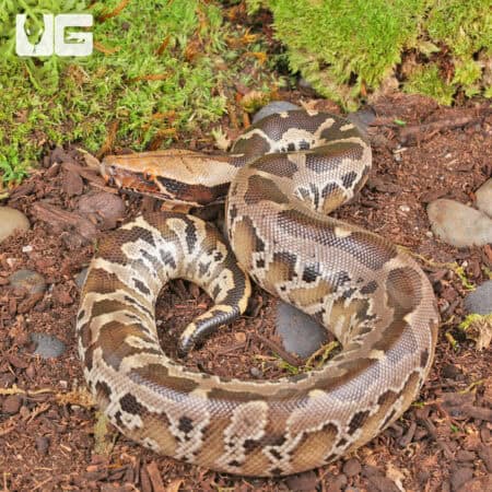 Baby Black Blood Pythons For Sale - Underground Reptiles