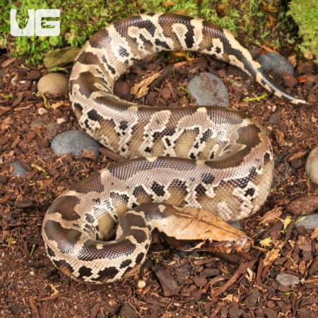 Baby Black Blood Pythons For Sale - Underground Reptiles