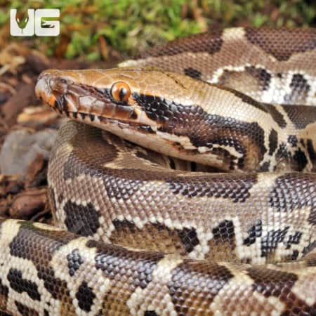 Baby Black Blood Pythons For Sale - Underground Reptiles