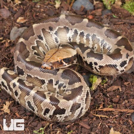 Baby Black Blood Pythons For Sale - Underground Reptiles