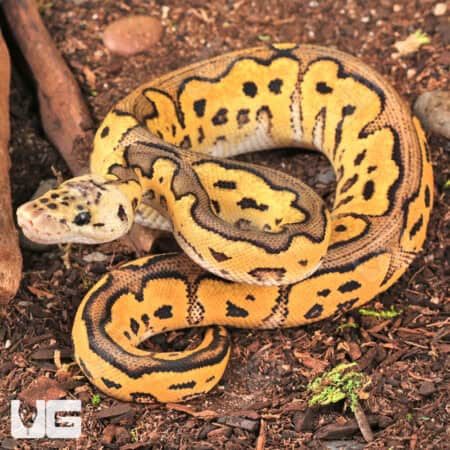 Baby Clown Pastel Ball Pythons For Sale - Underground Reptiles