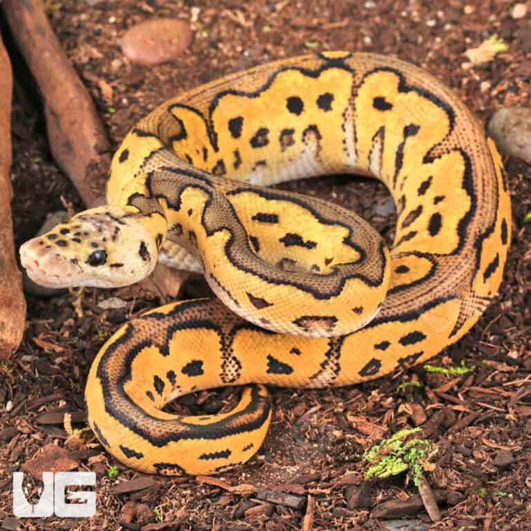 Baby Clown Pastel Ball Pythons For Sale - Underground Reptiles