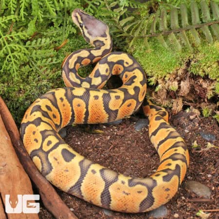 Baby Ghost Pastel Ball Pythons For Sale - Underground Reptiles