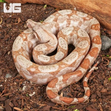 Baby Hog Island Boa (Boa constrictor imperator) For Sale - Underground Reptiles