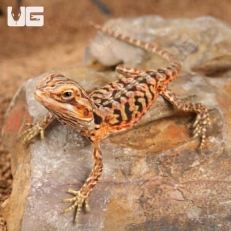 Baby Inferno Silky Bearded Dragons (Pogona vitticeps) For Sale - Underground Reptiles