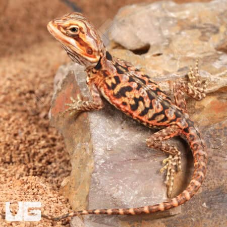 Baby Inferno Silky Bearded Dragons (Pogona vitticeps) For Sale - Underground Reptiles