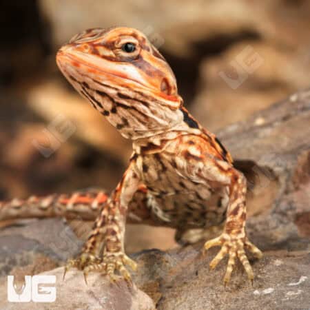 Baby Inferno Silky Bearded Dragons (Pogona vitticeps) For Sale - Underground Reptiles