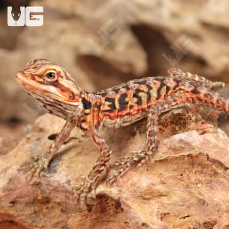 Baby Inferno Silky Bearded Dragons (Pogona vitticeps) For Sale - Underground Reptiles