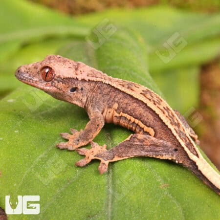 Baby Lilly White Quad Stripe Dalmatian Crested Geckos For Sale - Underground Reptiles