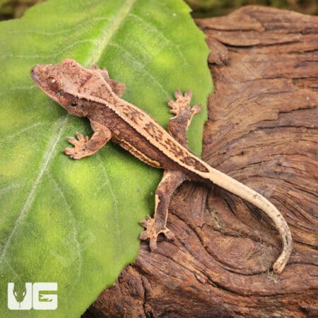 Baby Lilly White Quad Stripe Dalmatian Crested Geckos For Sale - Underground Reptiles