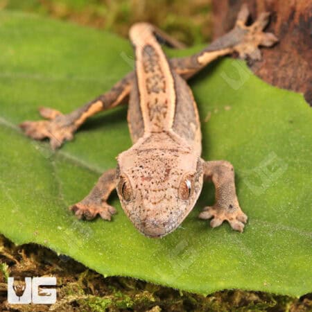 Baby Lilly White Quad Stripe Dalmatian Crested Geckos For Sale - Underground Reptiles
