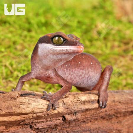 Baby Malaysian Cat Eye Geckos For Sale - Underground Reptiles