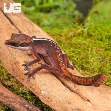 Baby Malaysian Cat Eye Geckos For Sale - Underground Reptiles