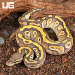 Baby Mojave Het Ghost Ball Python For Sale - Underground Reptiles