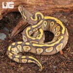 Baby Mojave Het Ghost Ball Python For Sale - Underground Reptiles