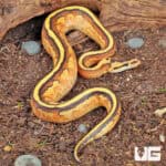 Baby Orange Dream Super Stripe Ball Python For Sale - Underground Reptiles