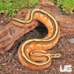 Baby Orange Dream Super Stripe Ball Python For Sale - Underground Reptiles