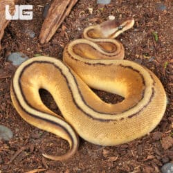 Baby Pastel Genetic Stripe Ball Python For Sale - Underground Reptiles