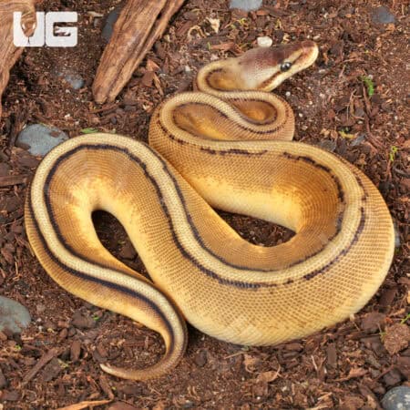 Baby Pastel Genetic Stripe Ball Python For Sale - Underground Reptiles