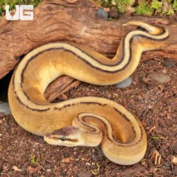 Baby Pastel Genetic Stripe Ball Python For Sale - Underground Reptiles