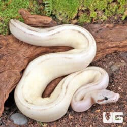 Baby Pastel Mocha Puma Ball Python For Sale - Underground Reptiles