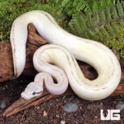 Baby Pastel Mocha Puma Ball Python For Sale - Underground Reptiles