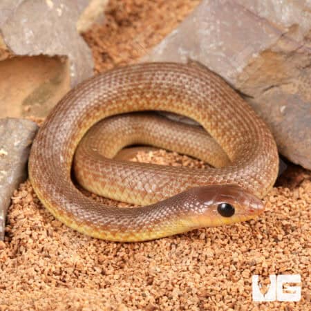 Baby Red Beaked Sankes for sale - Underground Reptiles