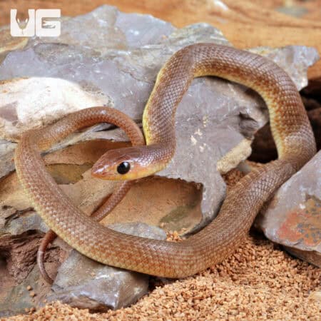 Baby Red Beaked Sankes for sale - Underground Reptiles