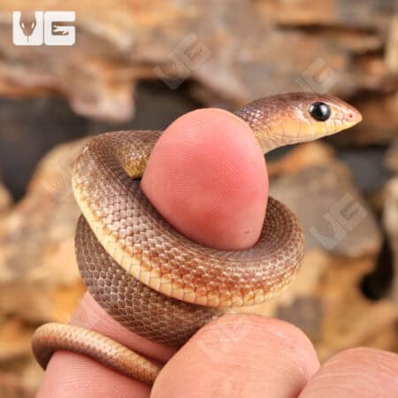 Baby Red Beaked Sankes for sale - Underground Reptiles