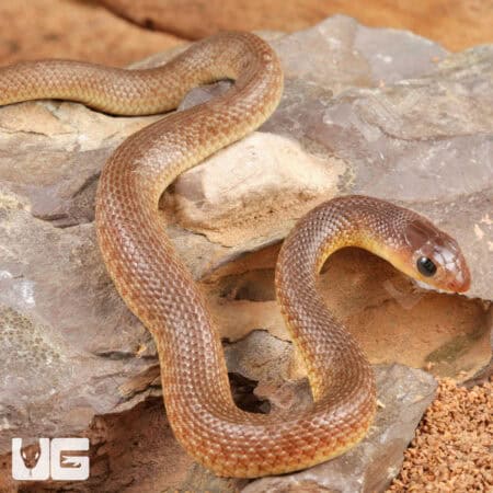 Baby Red Beaked Sankes for sale - Underground Reptiles