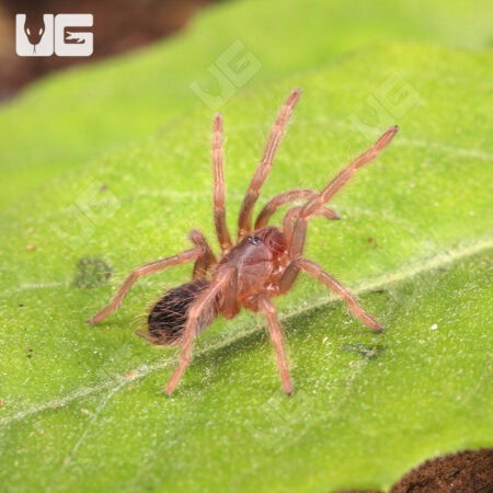 Brazilian Blue Violet Tarantula For Sale - Underground Reptiles