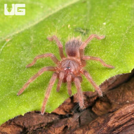 Brazilian Blue Violet Tarantula For Sale - Underground Reptiles