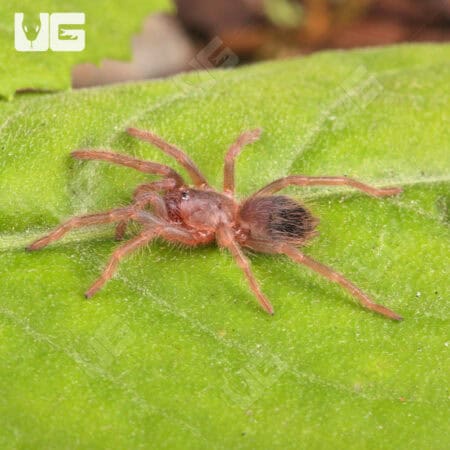Brazilian Blue Violet Tarantula For Sale - Underground Reptiles