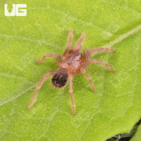 Brazilian Blue Violet Tarantula For Sale - Underground Reptiles