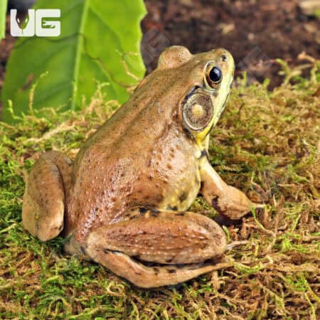 Bronze Frog (Lithobates c. clamitans) For Sale - Underground Reptiles
