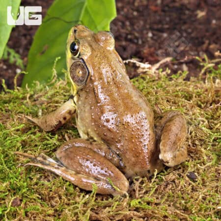 Bronze Frog (Lithobates c. clamitans) For Sale - Underground Reptiles