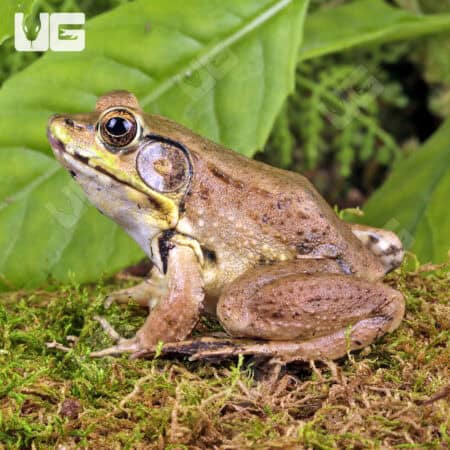 Bronze Frog (Lithobates c. clamitans) For Sale - Underground Reptiles