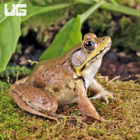 Bronze Frog (Lithobates c. clamitans) For Sale - Underground Reptiles
