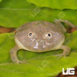 Baby Budgett’s Frog For Sale - Underground Reptiles