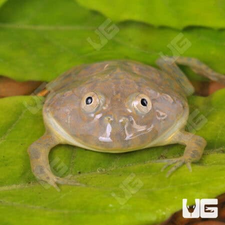 Baby Budgett’s Frog For Sale - Underground Reptiles