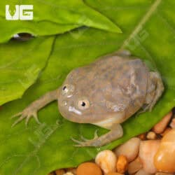 Baby Budgett’s Frog For Sale - Underground Reptiles