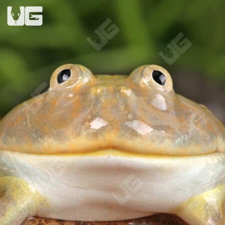 Baby Budgett’s Frog For Sale - Underground Reptiles