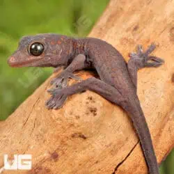 Candy Button Tokay Geckos for sale - Underground Reptile